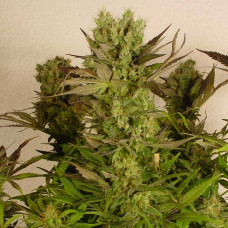 Motavation feminised (Serious Seeds)