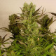Насіння коноплі Motavation fem. Serious Seeds