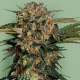 Насіння коноплі Motavation fem. Serious Seeds