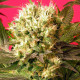 Насіння коноплі Motavation fem. Serious Seeds