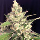 Семена конопли Seriosa fem. Serious Seeds