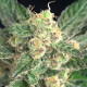 Семена конопли Seriosa fem. Serious Seeds