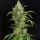 Семена конопли Seriosa fem. Serious Seeds
