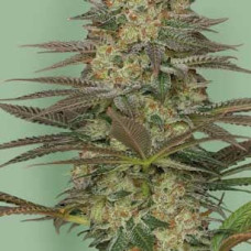 Seriosa feminised (Serious Seeds)