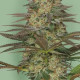 Семена конопли Seriosa fem. Serious Seeds