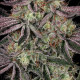 Семена конопли Seriotica fem. Serious Seeds