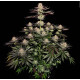 Семена конопли Seriotica fem. Serious Seeds