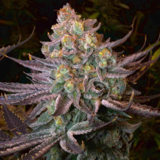 Seriotica feminised (Serious Seeds)