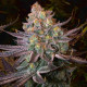 Семена конопли Seriotica fem. Serious Seeds
