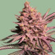 Семена конопли Seriotica fem. Serious Seeds