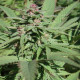Насіння коноплі Serious 6 fem. Serious Seeds