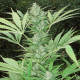 Насіння коноплі Serious 6 fem. Serious Seeds