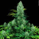 Насіння коноплі Serious 6 fem. Serious Seeds