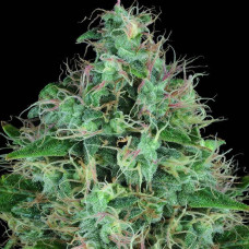 Serious 6 feminised (Serious Seeds)
