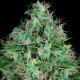 Насіння коноплі Serious 6 fem. Serious Seeds