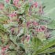 Насіння коноплі Serious 6 fem. Serious Seeds