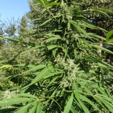 Serious 7 feminised (Serious Seeds)
