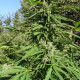 Насіння коноплі Serious 7 fem. Serious Seeds