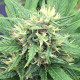 Насіння коноплі Serious 7 fem. Serious Seeds