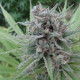 Насіння коноплі Serious 7 fem. Serious Seeds