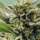 Насіння коноплі Serious 7 fem. Serious Seeds