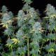 Семена конопли Serious Happiness fem. Serious Seeds
