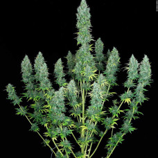 Serious Happiness feminised (Serious Seeds)