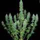 Семена конопли Serious Happiness fem. Serious Seeds