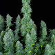 Семена конопли Serious Happiness fem. Serious Seeds