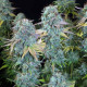 Семена конопли Serious Happiness fem. Serious Seeds