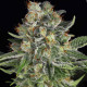 Семена конопли Serious Kush fem. Serious Seeds