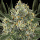 Семена конопли Serious Kush fem. Serious Seeds