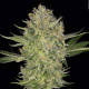 Семена конопли Serious Kush fem. Serious Seeds