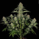 Семена конопли Serious Kush fem. Serious Seeds