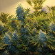 Семена конопли Serious Kush fem. Serious Seeds