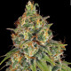Насіння коноплі Strawberry AK fem. Serious Seeds