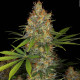 Насіння коноплі Strawberry AK fem. Serious Seeds