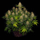 Насіння коноплі Strawberry AK fem. Serious Seeds