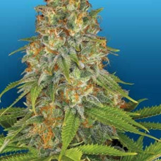 Strawberry AK feminised (Serious Seeds)