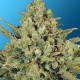 Семена конопли Warlock fem. Serious Seeds