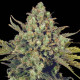 Семена конопли Warlock fem. Serious Seeds