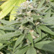 Семена конопли Warlock fem. Serious Seeds