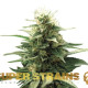 Насіння коноплі Automatic Fini autofem. Super Strains