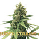 Насіння коноплі DFA autofem. Super Strains