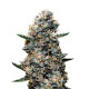Насіння коноплі Do-Si-Dos autofem. Super Strains