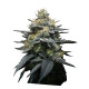 Насіння коноплі Kush Mints autofem. Super Strains