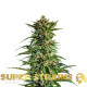 Насіння коноплі 7th Wave fem. Super Strains