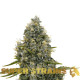 Насіння коноплі Agartha – CBD fem. Super Strains