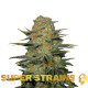 Насіння коноплі Amajikoym fem. Super Strains