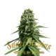 Насіння коноплі Amnesia fem. Super Strains